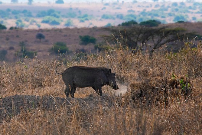5 Hours Nairobi National Park Private Tour - Frequently Asked Questions