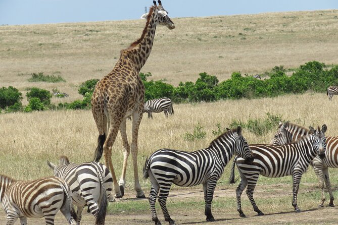 5Days 4Nights Masai Mara, Lake Nakuru & Hells Gate Lake Naivasha Budget Safari - Budget Safari Inclusions