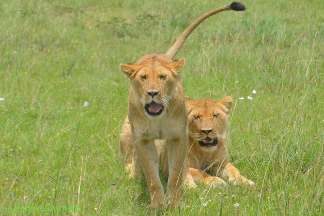 6-Day Amboseli, Lake Naivasha & Maasai Mara Safari - Meals Included