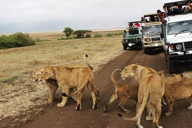 6 Day Luxury Lodge Wildlife Safari :Northern Tanzania on 4x4 Jeep - Recommendations