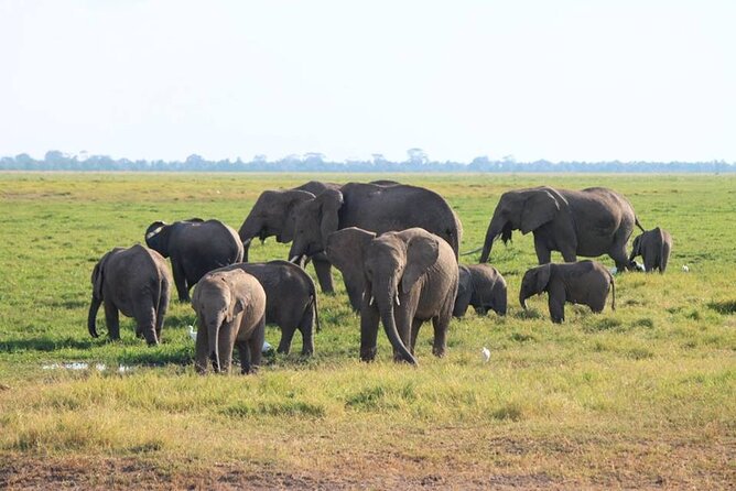 6-Day Maasai Mara, Lake Nakuru and Amboseli Safari - Pricing and Reviews
