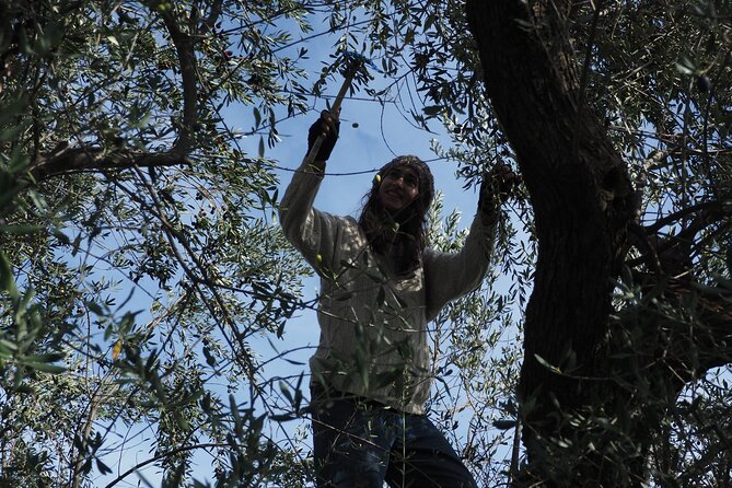 6 Day Olive Oil Immersion Tour, Oct. 25th - Oct. 30th - Greece - Booking and Contact Information