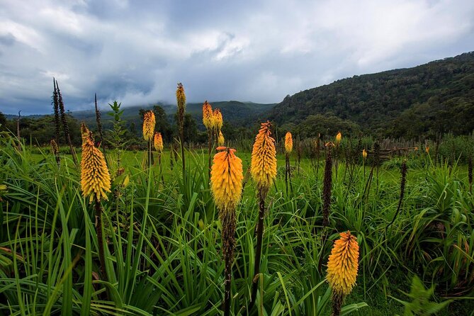 6 Days Bale Mountains Trekking - The Sum Up