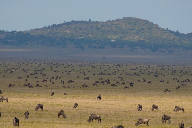6 Days Migration Crossing in Mara River Northern Serengeti - Meals and Dining