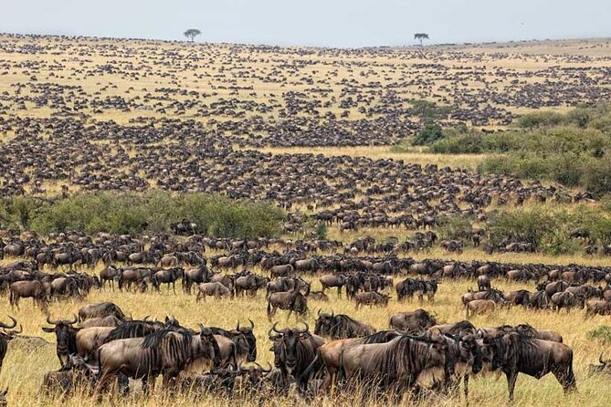 6 Days Serengeti Budget Safaris - Booking Process