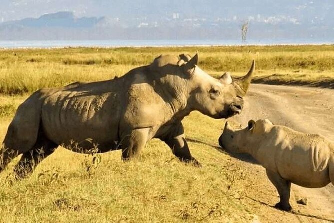 6 Hour Private Tour Nairobi National Park Or Evening Game Drive - The Sum Up