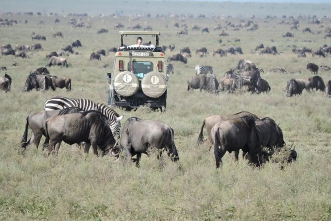 7-day Best of Tanzania Lodge Safari - Accommodation Details