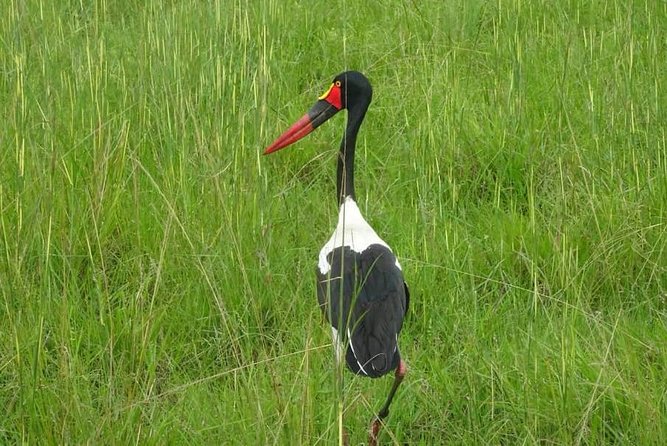 7 Day Safari to Selous, Mikumi and Ruaha National Parks + Transfers - Frequently Asked Questions