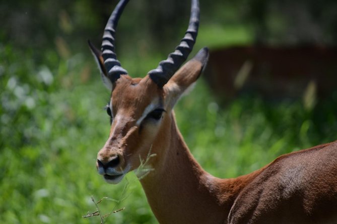 7-Day Serengeti Wildebeest Migration Camping Safari - Safari Jeep Experience