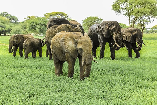 7-Day Tanzania Lodge Safari: Lake Manyara, Serengeti, Ngorongoro &Tarangire Park - Inclusions