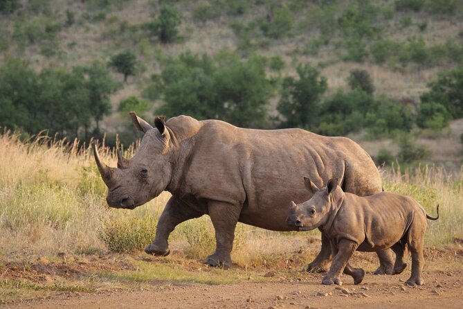 7 Day Tour to Durban to CapeTown, Garden Route & Addo National Pk - Pickup Logistics