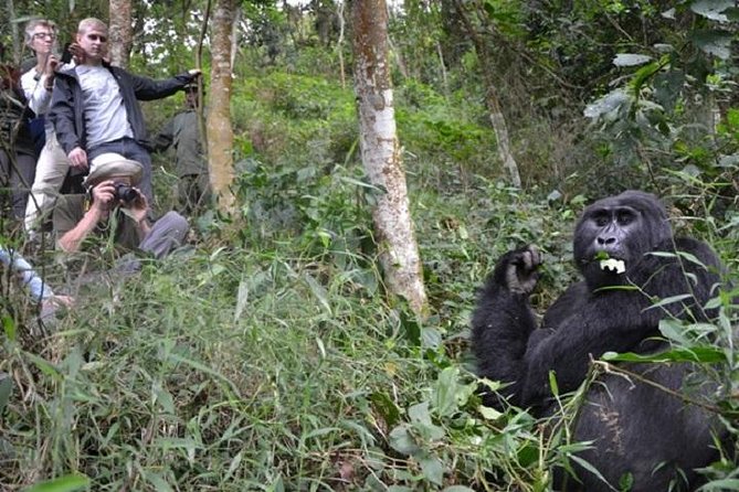 7 Days Exclusive Gorilla Experience in Uganda