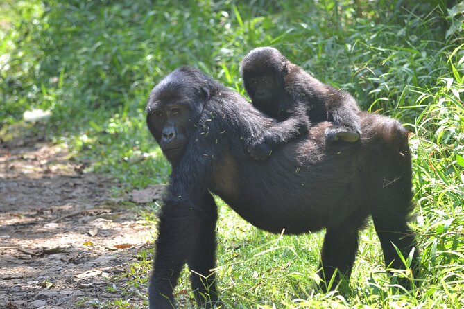 7 Days Gorilla and Chimpanzee Safari in Uganda - Wildlife Safari Highlights