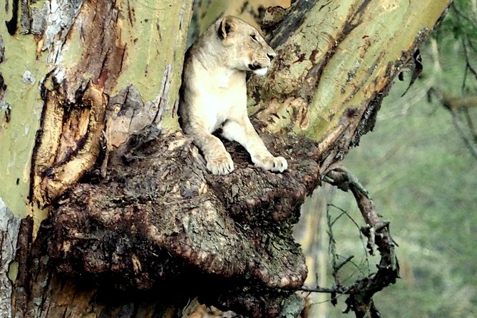7 Days Masai Mara / Lake Nakuru / Lake Naivasha / Amboseli - Group Size and Limit