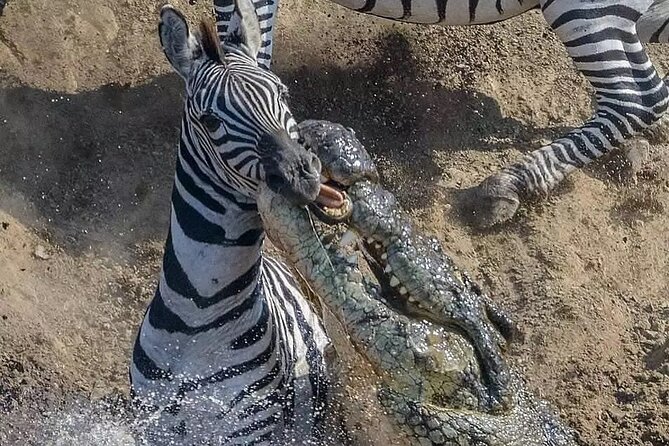 7 Days Private Safari in Tanzania - Booking Information