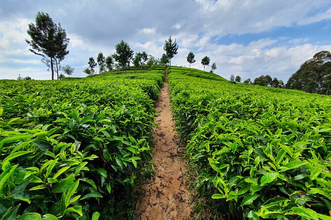 7 Days Private Tour of Rwanda