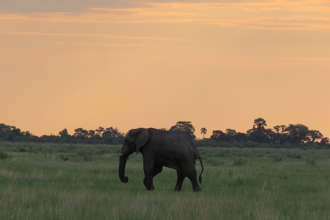 8 Day Okavango Safari - Wilderness Trail (Inner Delta & Moremi) - The Sum Up