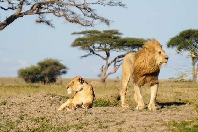 8-Day Private Guided Tanzania Safari With Pick up - Frequently Asked Questions