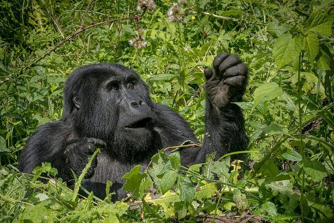 8-Day Private Uganda Big 5 Luxury Safari With Gorillas and Chimps - Frequently Asked Questions