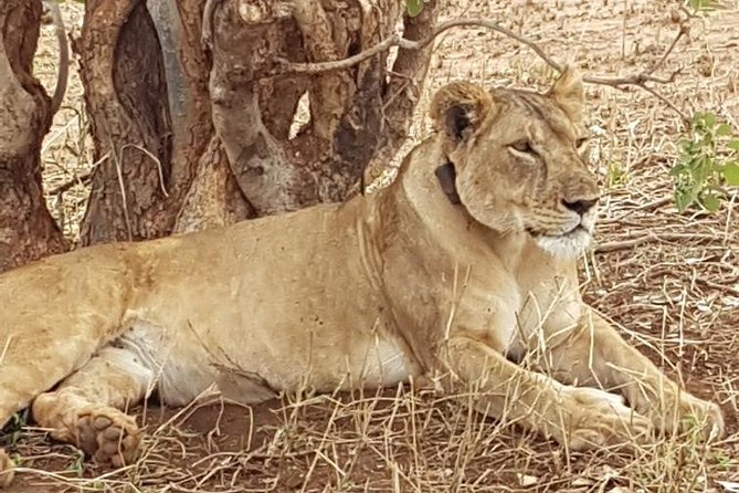 8 Days Tarangire, Serengeti, Ngorongoro & Manyara Budget Lodge Safari Tour - Safari Activities