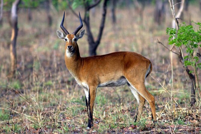 9 Day Ghana Wildlife and Culture Tour - Customer Reviews