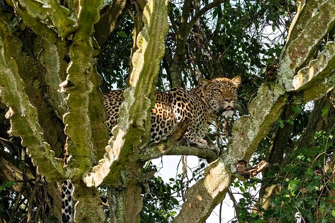9-Day Private Uganda Wildlife Safari - Accommodation Details