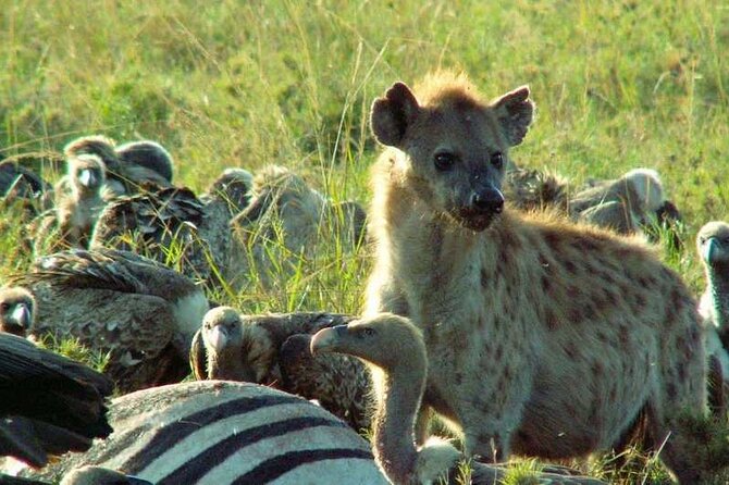 9 Days Budget Lodge Safari Tour - Frequently Asked Questions