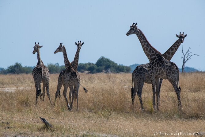 A Chobe Full Day Tour - Botwana - Booking Confirmation