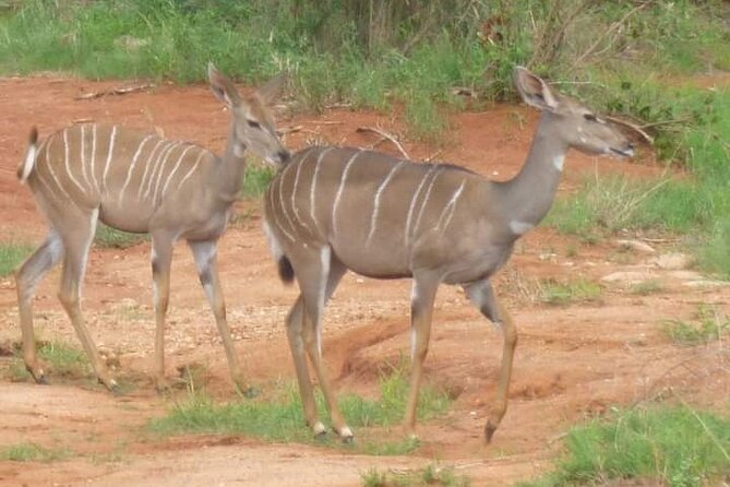 A Day Trip to Saadani National Park From Dar Es Salaam / Zanzibar - Tour The Sum Up and Departure Details