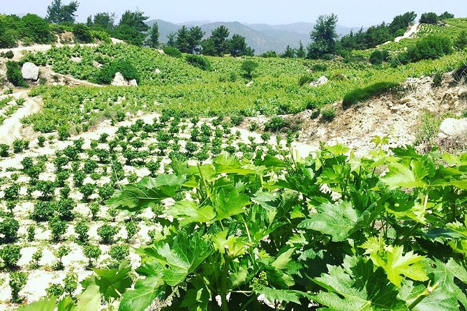 A Glass of Cyprus - Private Wine Tours - Cancellation Policy