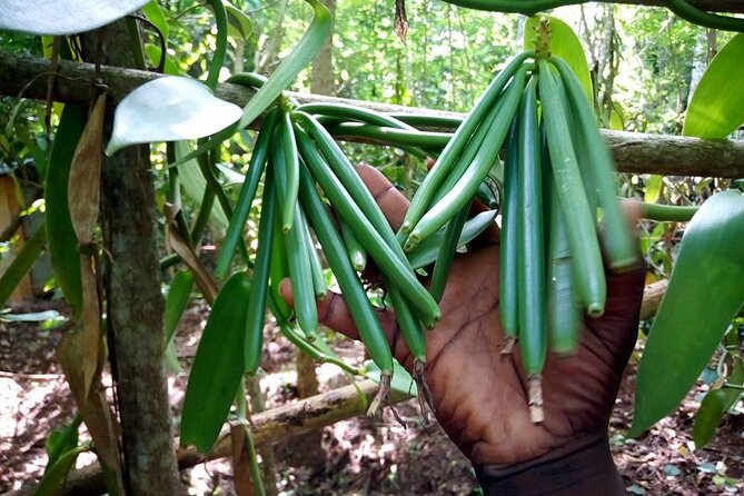 A Half Day Private Tour To Spice Farm - Additional Details