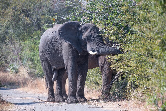A Private White Rhino Game Drive Plus Short Walk - Booking Information