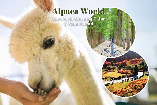 Alpaca World & Nami Island & Garden of Morning Calm One Day Tour - Customer Reviews