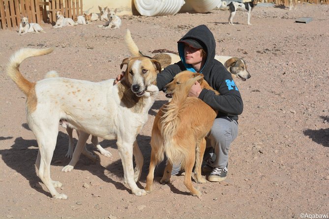 Aqaba Dog Shelter Conservation Experience - Good To Know