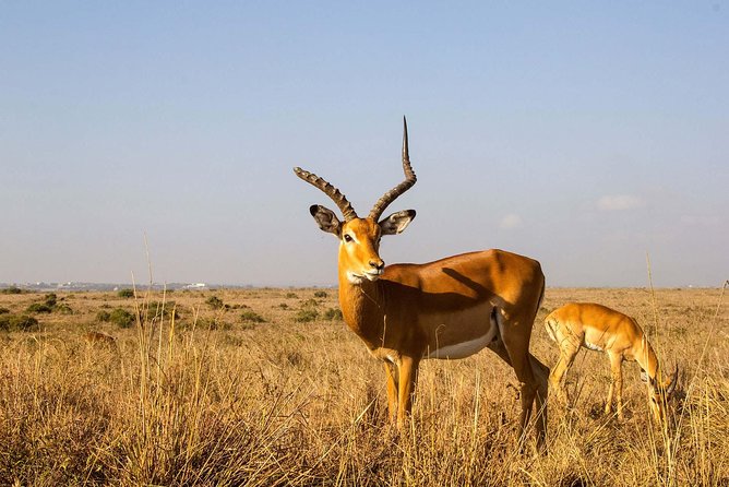 Arusha National Park Guided Day Tour From Arusha - Directions and Logistics