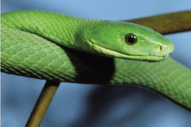 Arusha Snake Park, Camel Ride, Shanga & Arusha Cultural Heritage - Full Day Trip - Cancellation Policy Details