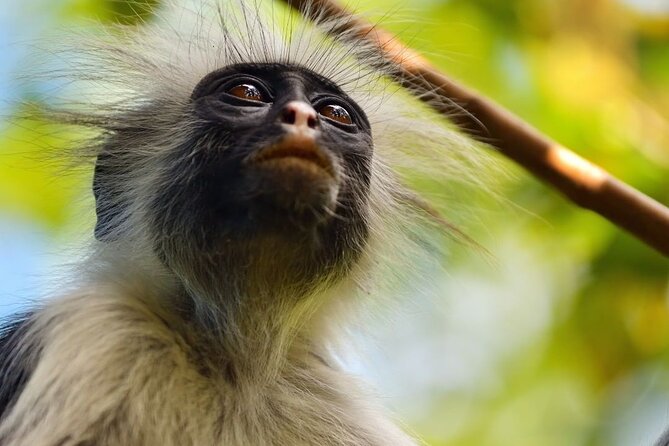 Baraka Aquarium; Jozani Forest Tour; Kuza Cave; Paje Beach; The Rock Restaurant - Price Information for Kuza Cave