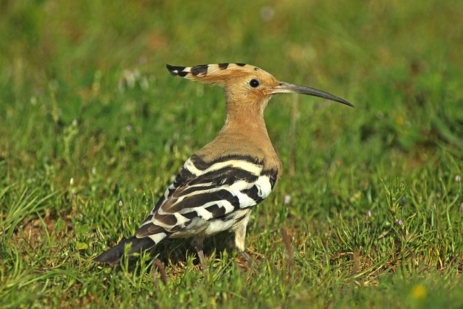 Birding in Tavira and Ria Formosa: Your Nemesis Bird Destination - Self-Guided - Birding Code of Conduct