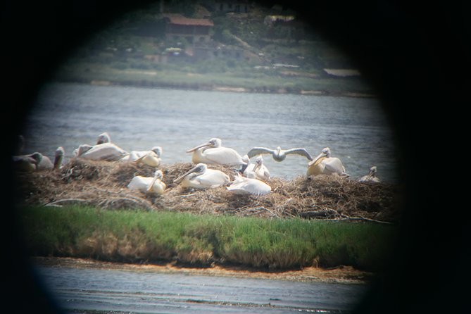 Birdwatching Albania - Tour Details