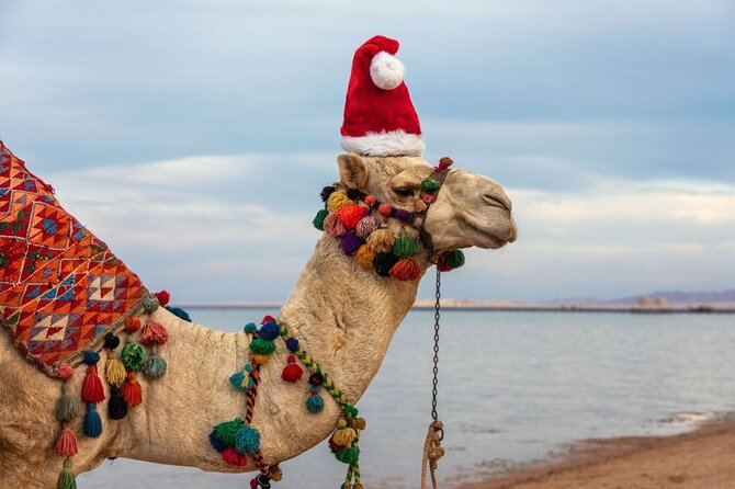Camel Agadir - Secure Your Spot
