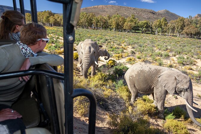 Cape Town Afternoon Safari With Transport and Lunch - Good To Know