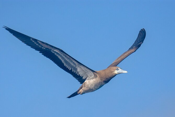 Catamaran Sailing Tour and Whale Watching in Boa Vista - Traveler Reviews