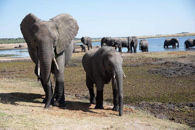Chobe Day Trip - Itinerary Highlights