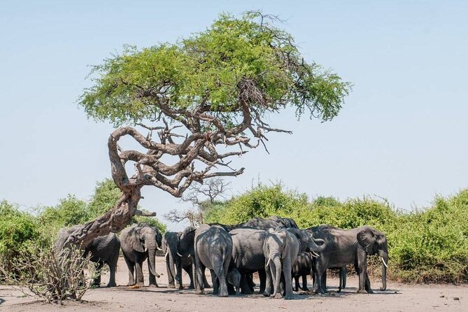 Chobe Day Trip in Botswana - Directions