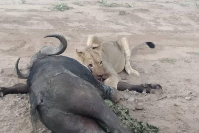 Chobe Day Trip - Accessibility and Traveler Limitations
