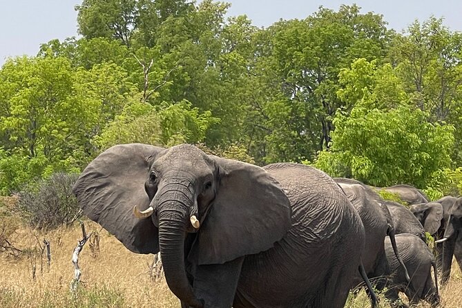 Chobe Extended Day Trip From Victoria Falls - Small Group - The Sum Up