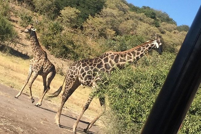 Chobe Half Day Trip - Inclusions and Amenities