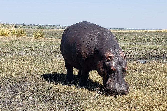 Chobe Safari Day Trip From Victoria Falls- Small Group - Tips for a Memorable Safari