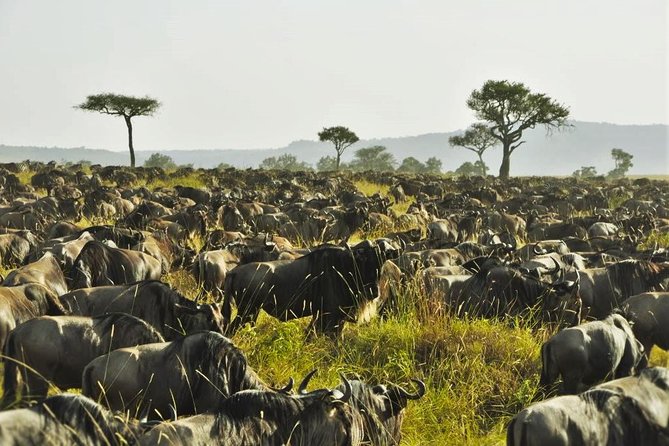 Cream Of Kenya Safari - Safari Highlights