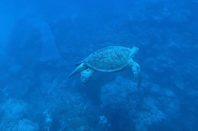 Dahab: Royal Seascope Submarine Guided Boat Tour - Frequently Asked Questions